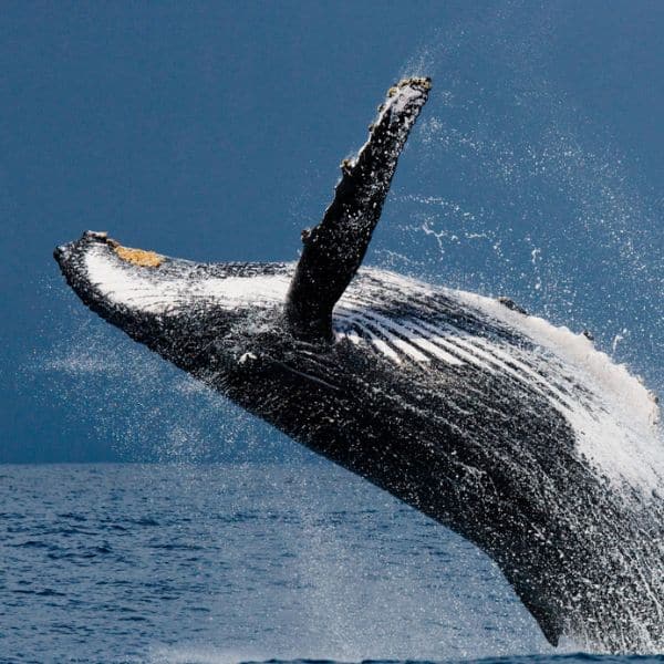 Read more about the article Whale Watching in Rio de Janeiro: Sailboat Expedition to the Cagarras Islands